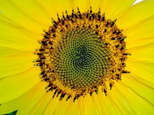 7 Secrets to Mastering Fibonacci Retracement Indicators