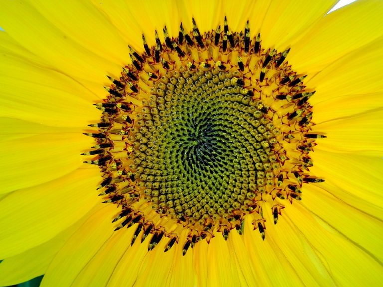 7 Secrets to Mastering Fibonacci Retracement Indicators