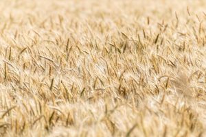 7 Yield Farming Strategies You Need to Know Now