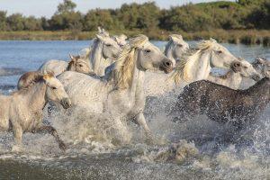 Unlocking Market Trends: The Power of Momentum Indicators