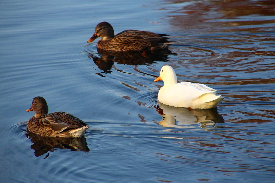 5 Divergence Indicators That Will Transform Your Trading