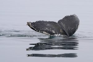 7 Secrets of Crypto Whale Tracking You Must Know
