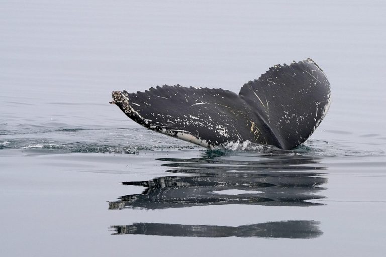 7 Secrets of Crypto Whale Tracking You Must Know