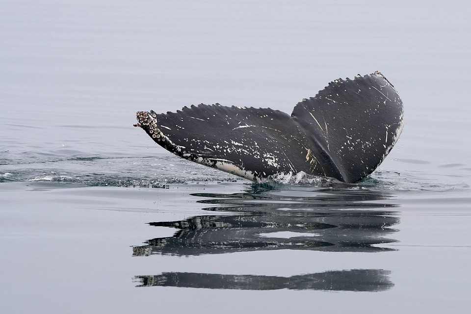 7 Secrets of Crypto Whale Tracking You Must Know